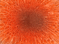 Microscopic view inside artery with intestinal villi poster print.