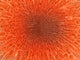 Microscopic view inside artery with intestinal villi poster print.
