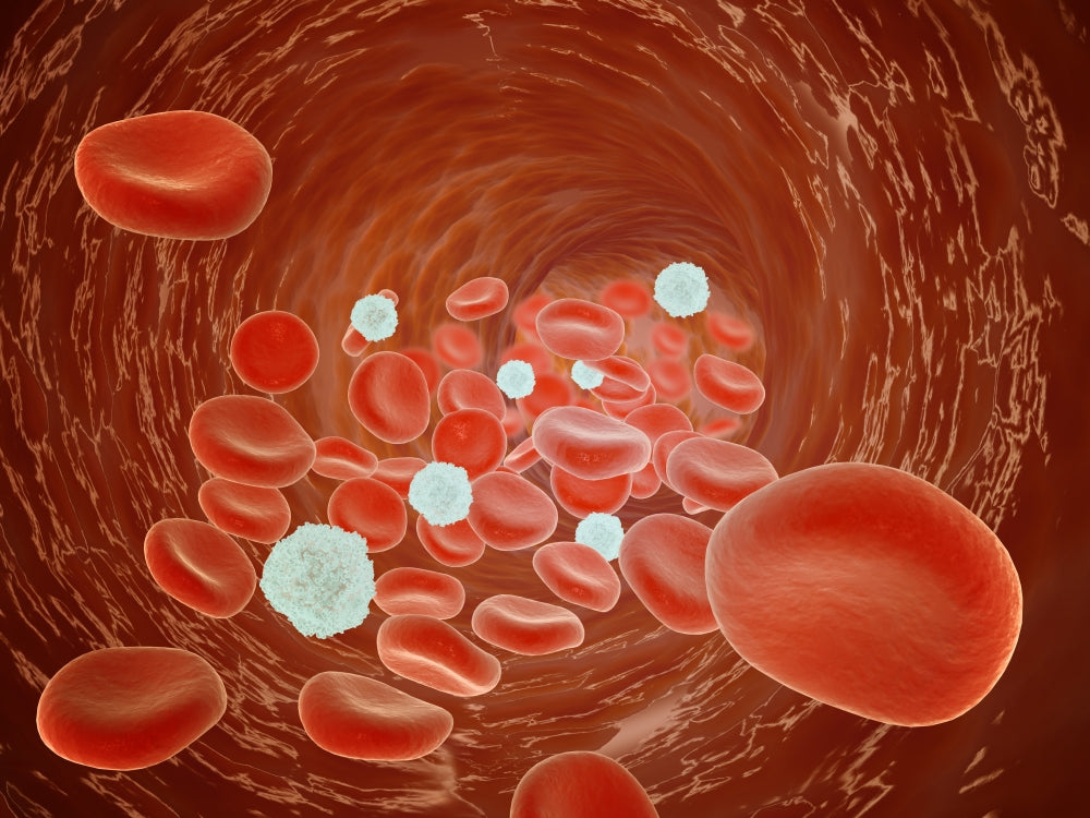 Red Blood Cell Flow Inside the Artery Poster Print