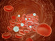 Red Blood Cell Flow Inside the Artery Poster Print