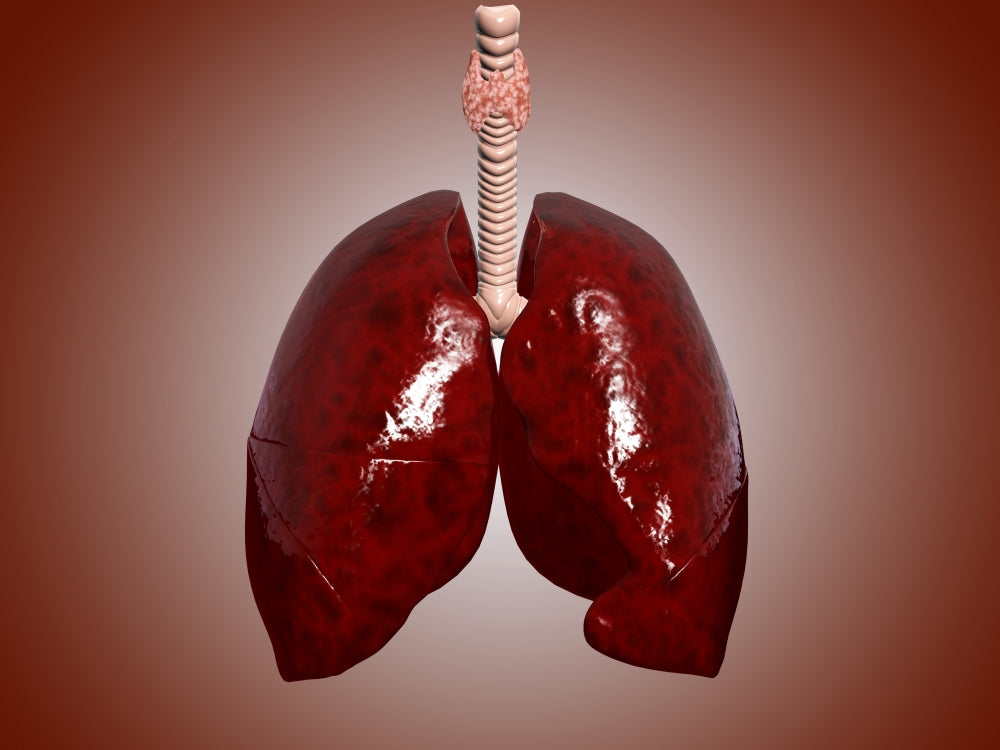 Anatomical illustration of trachea and lungs poster print.