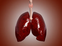 Anatomical illustration of trachea and lungs poster print.
