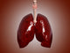 Anatomical illustration of trachea and lungs poster print.