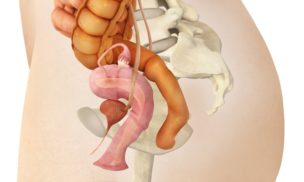 Medical illustration of female genital organs in side view.