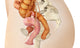 Medical illustration of female genital organs in side view.
