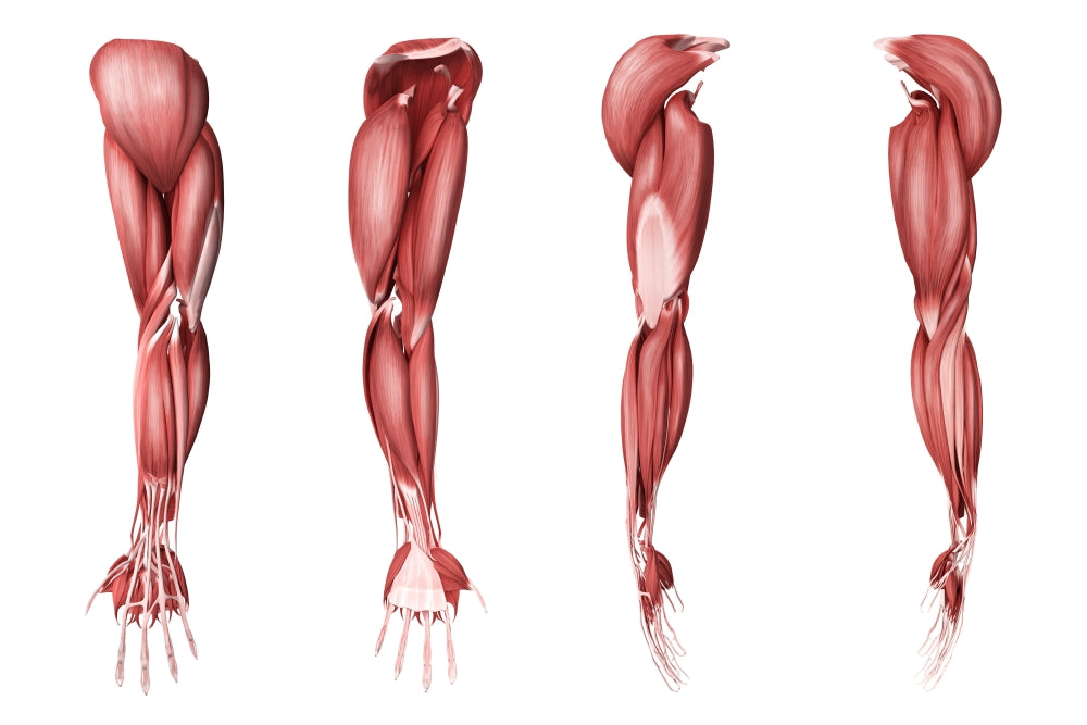 Medical illustration of human arm muscles poster print showing four side views.