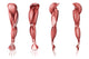 Medical illustration of human arm muscles poster print showing four side views.