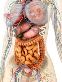 Medical illustration of female body showing digestive and circulatory systems in perspective view.