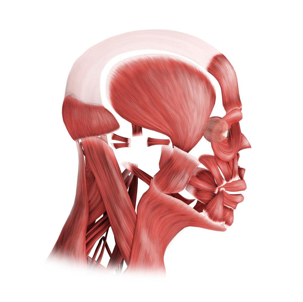 Medical illustration of male facial muscles in side view.