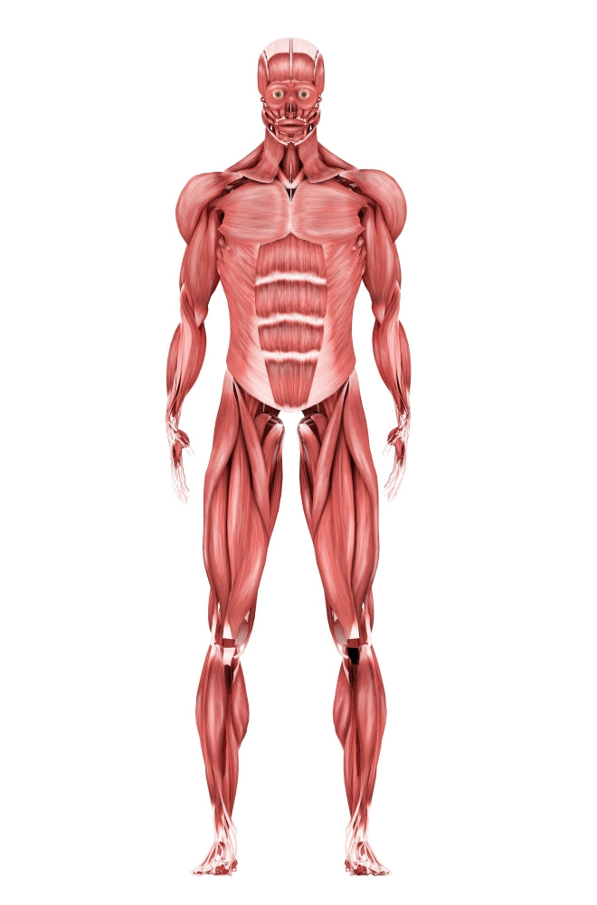 Medical illustration of male muscular system in front view poster print.