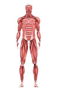 Medical illustration of male muscular system in front view poster print.