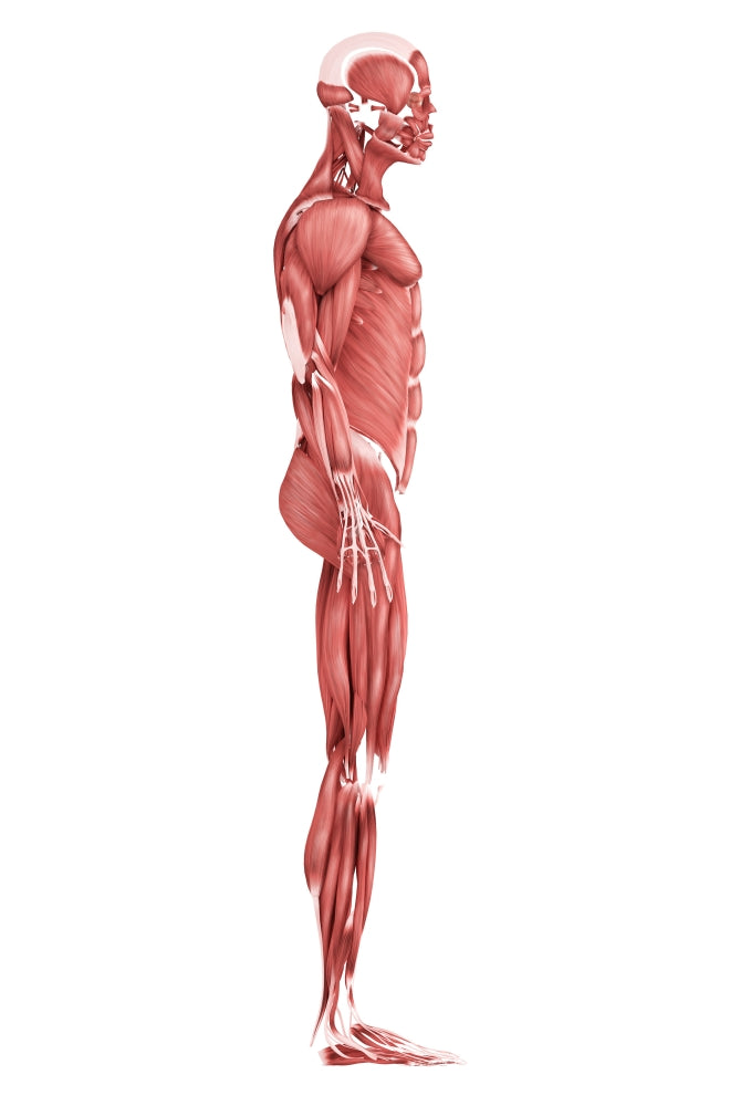 Medical illustration of male muscular system side view poster print.