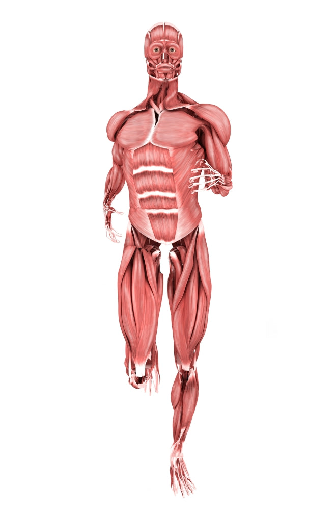 Medical illustration of male muscles running, front view poster print