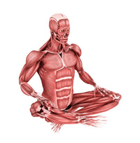Medical illustration depicting male muscles in a sitting position, perspective view.