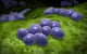 Microscopic View of Staphylococcus Poster Print displaying intricate details of bacteria.
