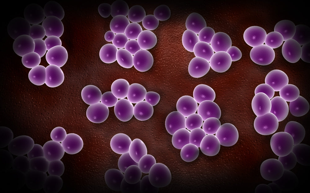 Microscopic view of staphylococcus bacteria poster print, showcasing intricate details.