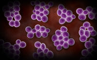 Microscopic view of staphylococcus bacteria poster print, showcasing intricate details.
