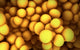 Microscopic view of staphylococcus poster print showcasing intricate details.