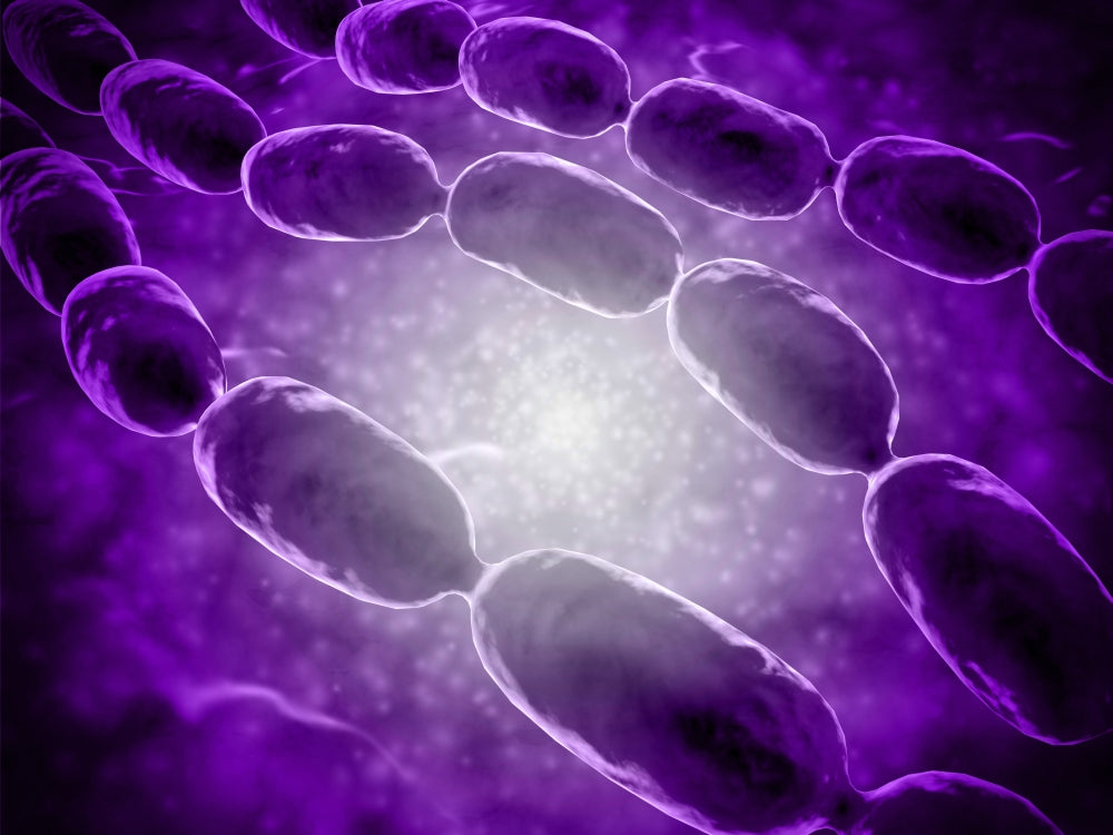 Microscopic view of bacterial pneumonia poster print, showcasing the details of bacterial infection.