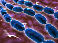 Microscopic view of bacterial pneumonia poster print