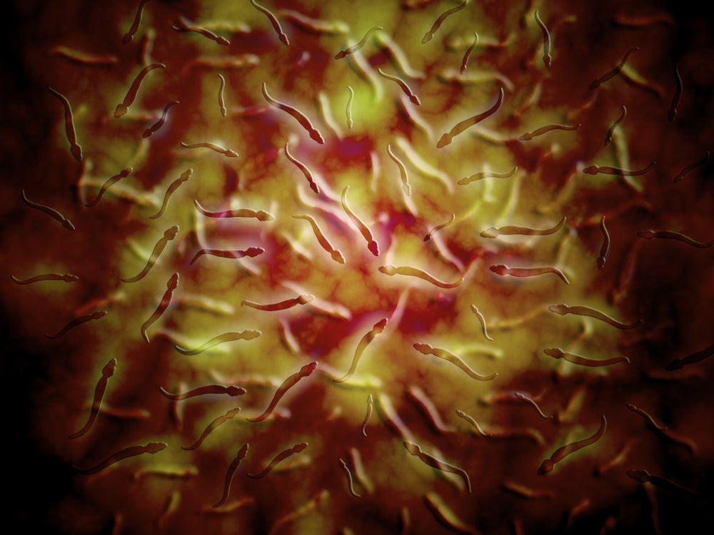 Microscopic view of sperm poster print showcasing detailed cellular structure.