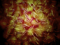 Microscopic view of sperm poster print showcasing detailed cellular structure.