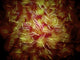 Microscopic view of sperm poster print showcasing detailed cellular structure.