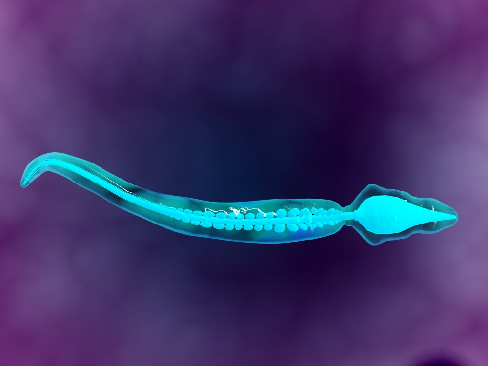Microscopic view showing bone structure of sperm poster print