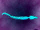 Microscopic view showing bone structure of sperm poster print