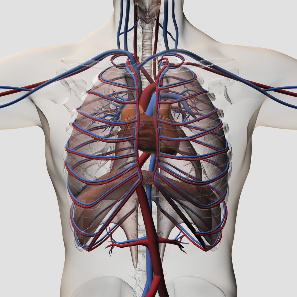 Three-dimensional medical illustration of male chest showing arteries, veins, heart, and rib cage.
