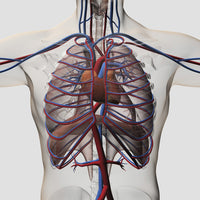Three-dimensional medical illustration of male chest showing arteries, veins, heart, and rib cage.
