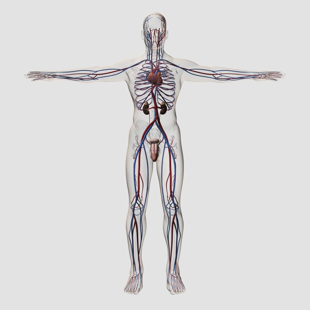 Three-dimensional medical illustration of male reproductive system poster print.