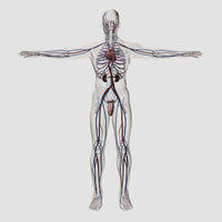 Three-dimensional medical illustration of male reproductive system poster print.