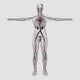 Three-dimensional medical illustration of male reproductive system poster print.