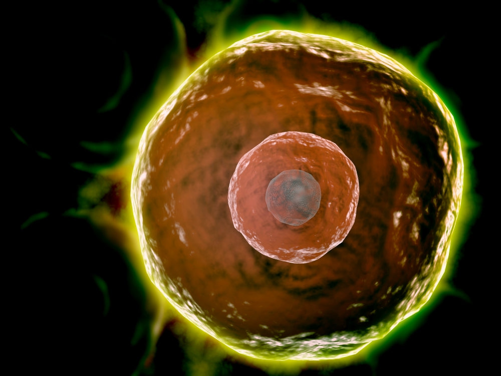 Microscopic view of human B-cells poster print showcasing immune response