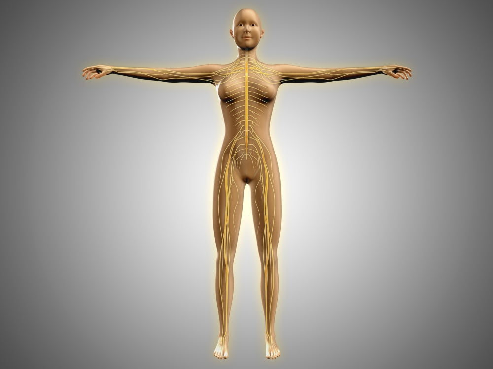 Anatomy of Female Body with Nervous System Poster Print