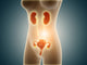 Anatomy of the Female Body with Reproductive Organs Poster Print