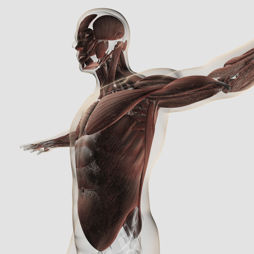 Anatomy of Male Muscles in Upper Body Poster Print showing detailed musculature.