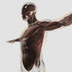 Anatomy of Male Muscles in Upper Body Poster Print showing detailed musculature.