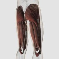 Male muscle anatomy of the human legs posterior view poster print.