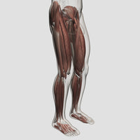 Male Muscle Anatomy of the Human Legs Poster Print - Educational Anatomy Art