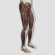 Male Muscle Anatomy of the Human Legs Poster Print - Educational Anatomy Art