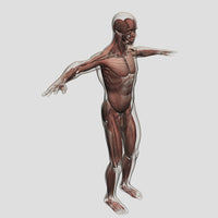 Anatomy of Male Muscular System Poster Print - Side View