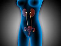 X-Ray View of Female Body with Reproductive Organs Poster Print