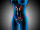 X-Ray View of Female Body with Reproductive Organs Poster Print