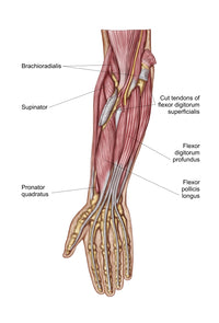 Anatomy of Human Forearm Muscles Poster Print - Deep Anterior View