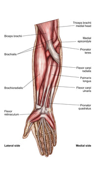 Anatomy of Human Forearm Muscles Poster Print - Superficial Anterior View