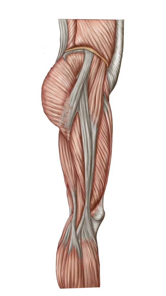 Anatomy of Human Thigh Muscles Poster Print - Anterior View