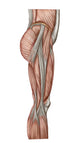 Anatomy of Human Thigh Muscles Poster Print - Anterior View