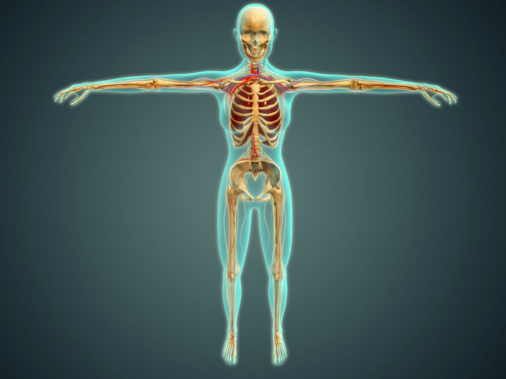 Medical illustration of the human body showing skeletal system, arteries, veins, and nervous system